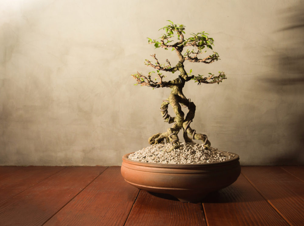 Traditional japanese bonsai